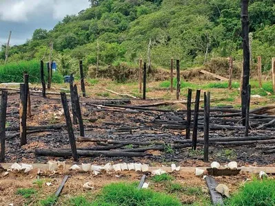 Ocoa suma más de 15,437 plantas de marihuana decomisadas