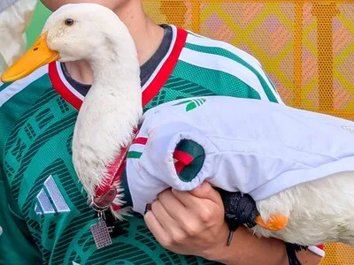 México otorga vivienda social a la familia del pato Merlín