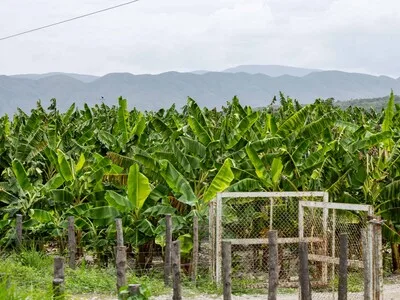 Agricultura dice RD tuvo récord de producción agropecuaria en 2025