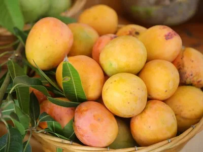 Esperan reanudar exportaciones de mango a EE. UU. en 4 meses
