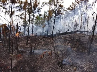 Incendios en parques nacionales: penas pueden llegar hasta 40 años