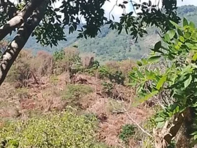 Damas y deforestación amenazan cuenca del Nizaíto
