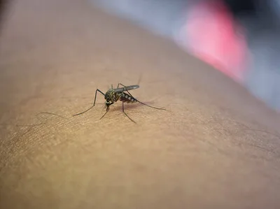Dengue en República Dominicana: incidencia baja y foco en cuatro provincias