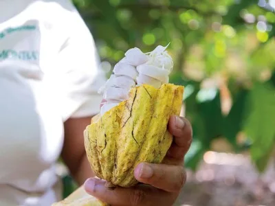 Cacao dominicano se diversifica con chocolates y busca mayor financiamiento